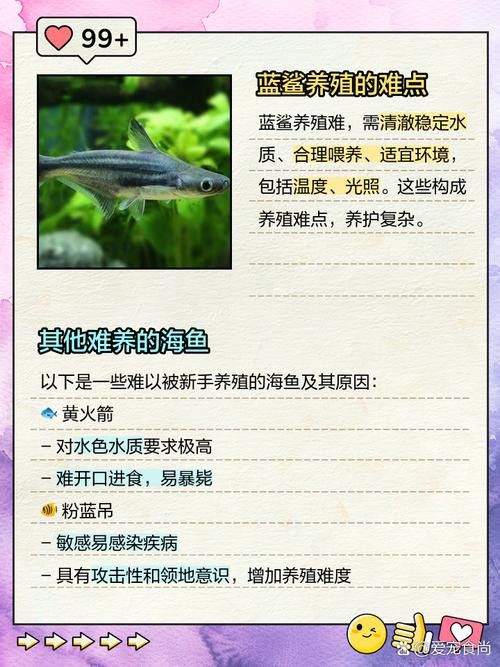 藍(lán)鯊能和龍魚(yú)混養(yǎng)嗎圖片