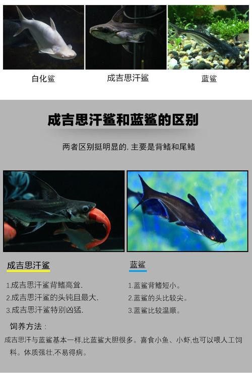 藍(lán)鯊能和龍魚(yú)混養(yǎng)嗎圖片
