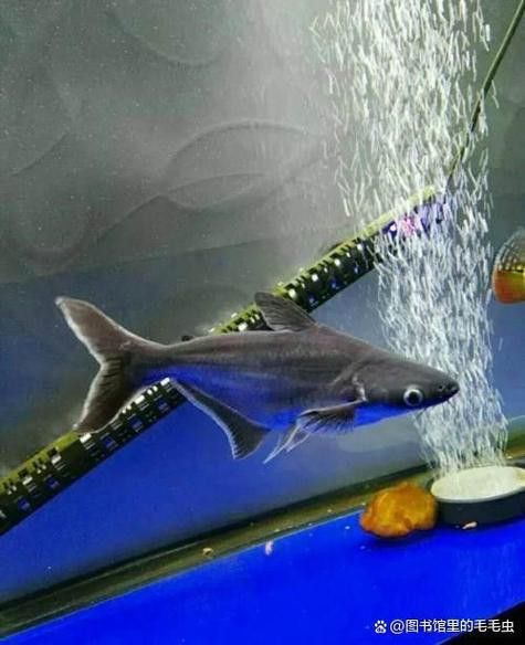 藍(lán)鯊能和龍魚(yú)混養(yǎng)嗎圖片