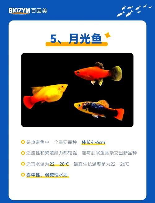 藍(lán)鯊能和龍魚(yú)混養(yǎng)嗎圖片