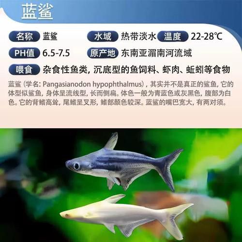 藍(lán)鯊能和龍魚(yú)混養(yǎng)嗎圖片