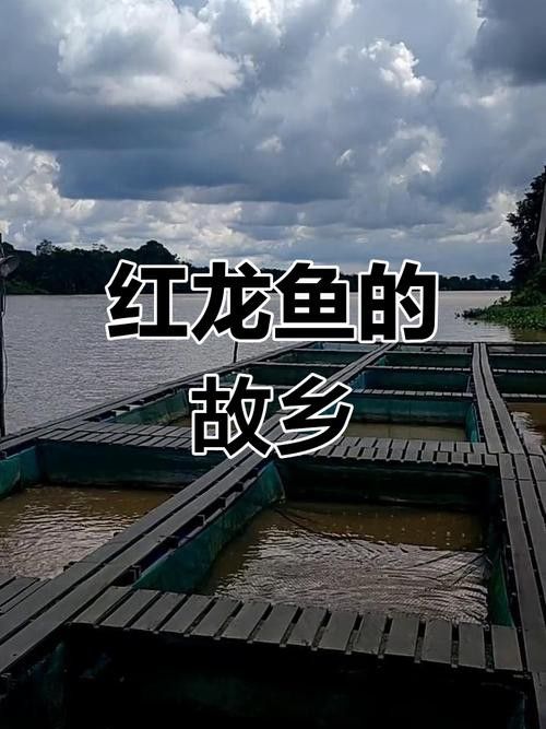 西加里曼丹紅龍的價格是多少？