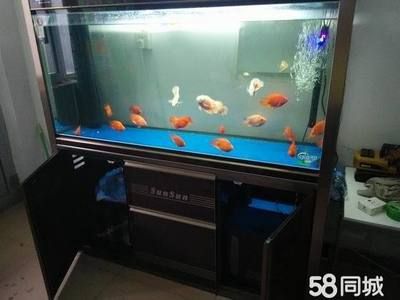 二手魚缸上門回收電話 龍魚百科 第1張 二手魚缸上門回收電話 二手魚缸上門回收電話 龍魚百科 第1張