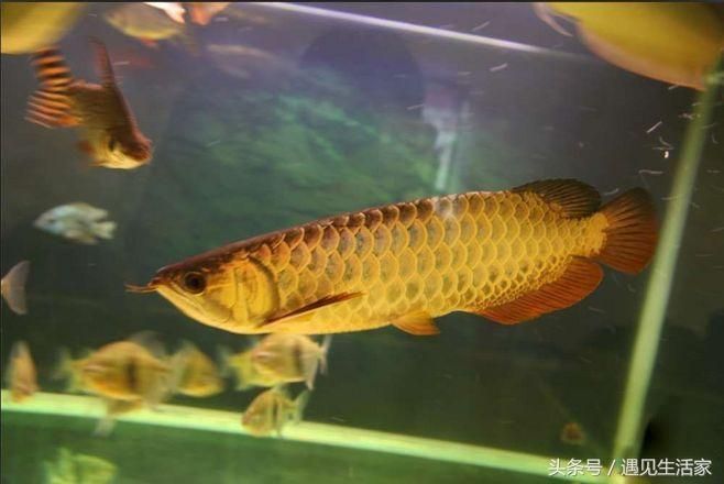 紅龍魚生活在哪里最好（紅龍魚在自然環境中生活在什么環境下才能更好發色）
