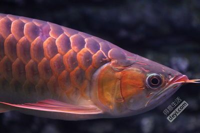紅龍魚生活在哪里最好（紅龍魚在自然環境中生活在什么環境下才能更好發色）