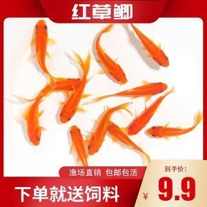 紅龍魚喂什么飼料好養又好看