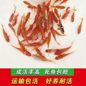紅龍魚喂什么飼料好養又好看