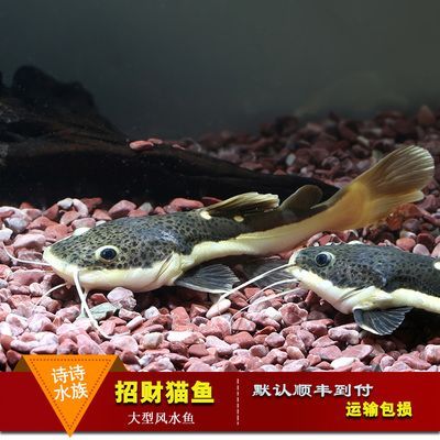 龍魚配什么底層魚比較好養一點呢,適合與龍魚混養的底層魚 龍魚百科 第1張 龍魚配什么底層魚比較好養一點呢,適合與龍魚混養的底層魚 龍魚配什么底層魚比較好養一點呢,適合與龍魚混養的底層魚 龍魚百科 第1張