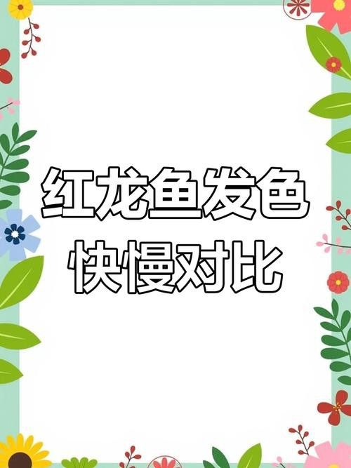 紅金龍魚怎么喂養長的好看圖片