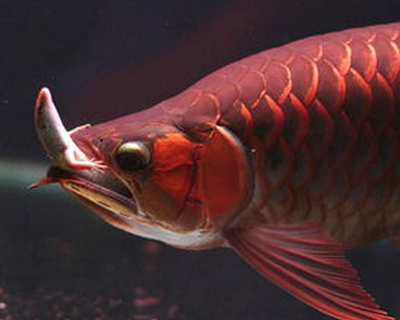 龍魚吃東西