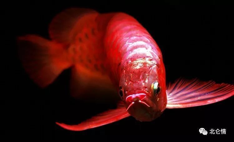 橙紅龍魚與紅龍魚的區別，：橙紅龍魚與紅龍魚區別，橙紅龍魚與紅龍魚的區別
