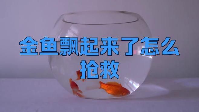 金魚(yú)浮頭時(shí)應(yīng)該如何急救？ 金魚(yú)浮頭時(shí)應(yīng)該如何急救？ 龍魚(yú)百科 第1張