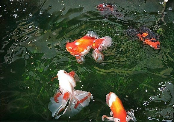 金魚(yú)浮頭時(shí)應(yīng)該如何急救？ 金魚(yú)浮頭時(shí)應(yīng)該如何急救？ 龍魚(yú)百科 第2張