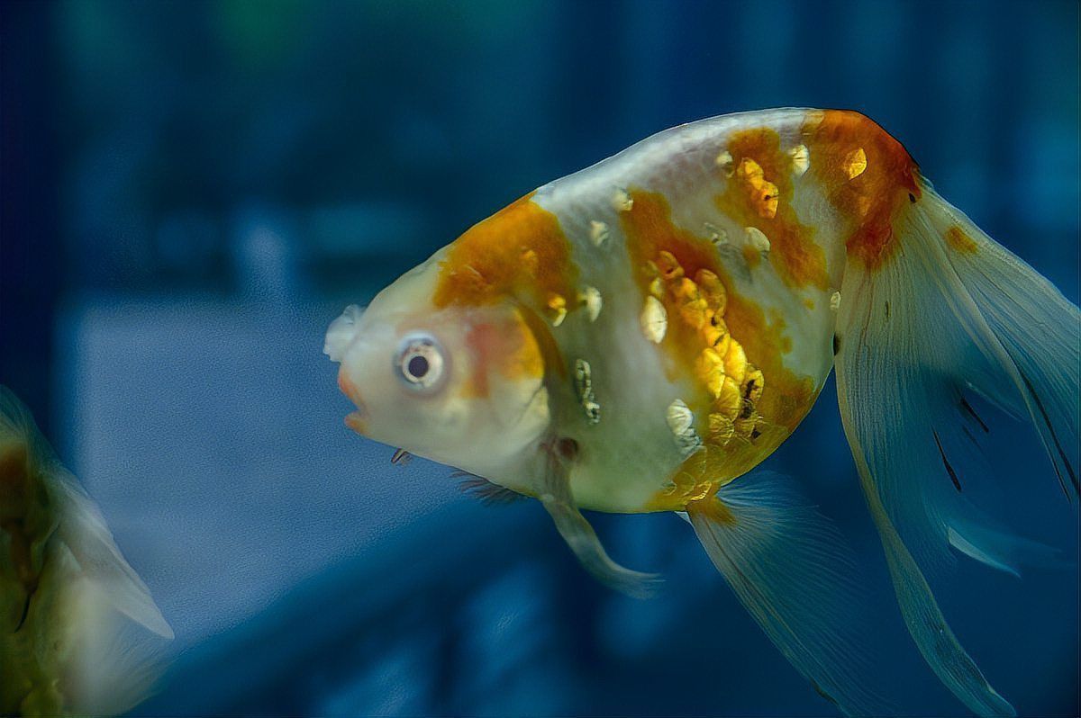 金魚(yú)浮頭時(shí)應(yīng)該如何急救？ 金魚(yú)浮頭時(shí)應(yīng)該如何急救？ 龍魚(yú)百科 第4張