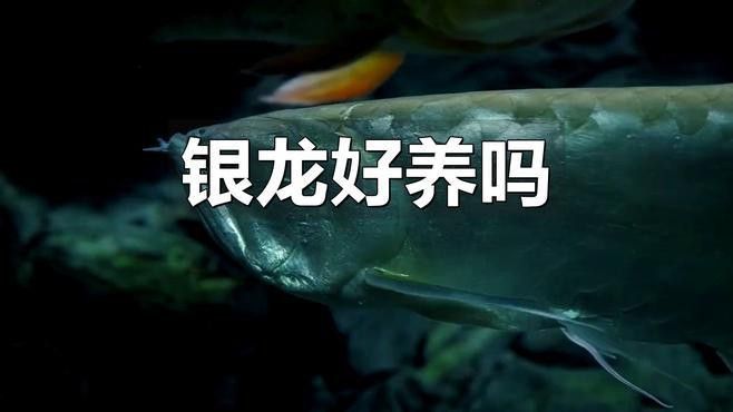 銀龍魚需要多大的魚缸 銀龍魚需要多大的魚缸 龍魚百科 第3張