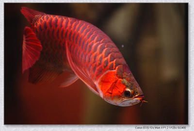 紅色的龍魚叫什么魚啊:紅色龍魚的養(yǎng)殖技術(shù)紅色龍魚的養(yǎng)殖方法龍魚的養(yǎng)殖方法 龍魚百科 第1張 紅色的龍魚叫什么魚啊:紅色龍魚的養(yǎng)殖技術(shù)紅色龍魚的養(yǎng)殖方法龍魚的養(yǎng)殖方法 紅色的龍魚叫什么魚啊:紅色龍魚的養(yǎng)殖技術(shù)紅色龍魚的養(yǎng)殖方法龍魚的養(yǎng)殖方法 龍魚百科 第1張