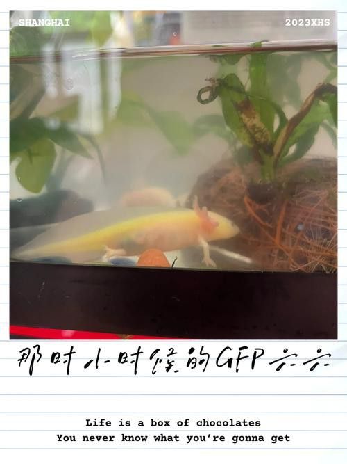 熒光色系六角龍的市場價格是多少？ 熒光色系六角龍的市場價格是多少？ 龍魚百科 第4張
