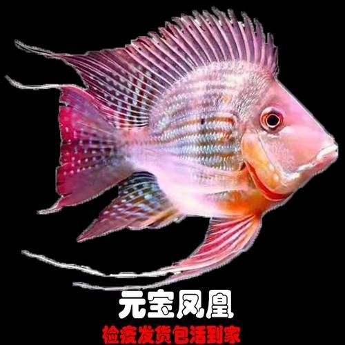 龍魚虎魚大小比例圖