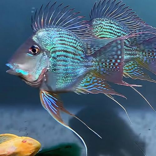 龍魚虎魚大小比例圖