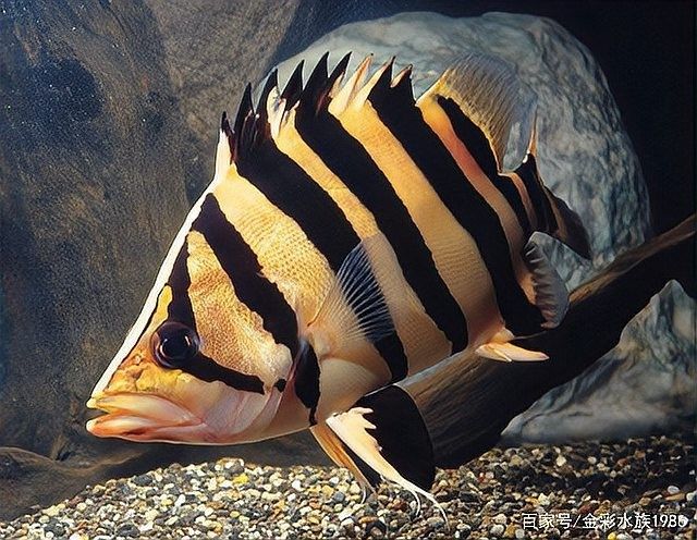 龍魚虎魚大小比例圖