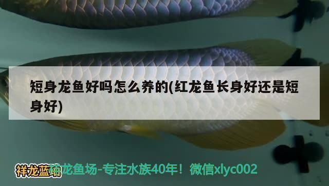龍魚短身和正常身區別：短身型龍魚和正常身型龍魚的區別