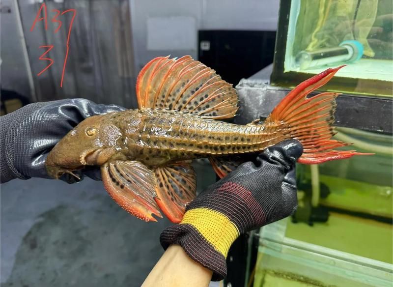 老虎異型魚種類