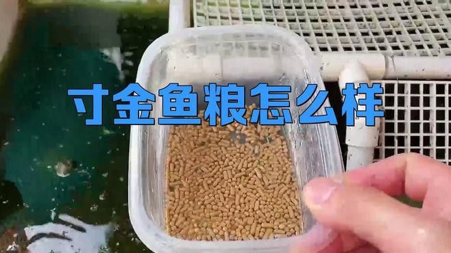 養金龍魚吃什么