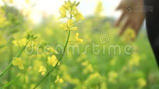 哪些平臺(tái)提供免費(fèi)金龍魚(yú)視頻素材？