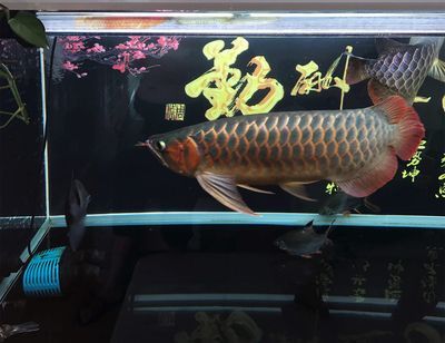 龍魚畫掛在家里什么位置好：如何根據(jù)八字選掛龍魚畫