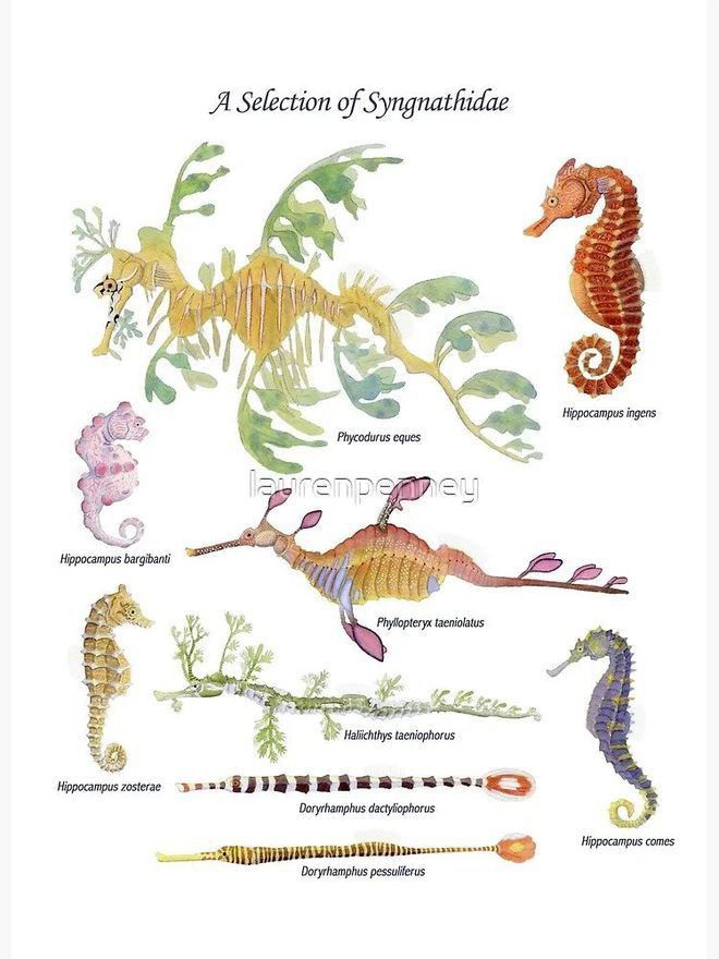 野生海龍魚的圖片大全集