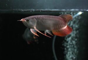 紅龍魚(yú)魚(yú)苗多長(zhǎng)時(shí)間長(zhǎng)大：紅龍魚(yú)魚(yú)苗到成年的具體時(shí)間并不固定，取決于多種因素