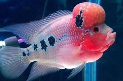 羅漢魚天然餌料營養價值：羅漢魚天然餌料與天然餌料對比，羅漢魚營養均衡餌料搭配