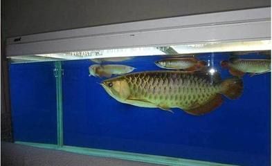 龍魚ph值怎么調整到最低：魚缸ph值過高怎么辦