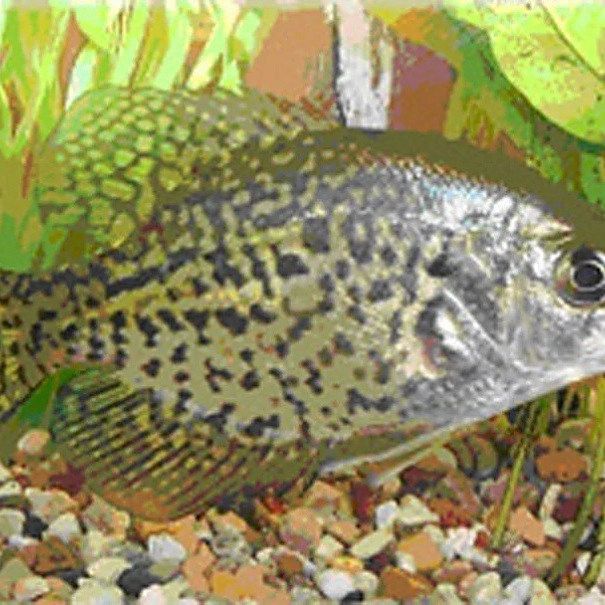 金龍魚(yú)養(yǎng)殖場(chǎng)魚(yú)苗批發(fā)（金龍魚(yú)魚(yú)苗批發(fā)市場(chǎng)在哪里）