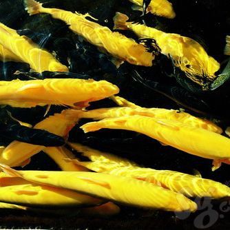 金龍魚(yú)養(yǎng)殖場(chǎng)魚(yú)苗批發(fā)（金龍魚(yú)魚(yú)苗批發(fā)市場(chǎng)在哪里）