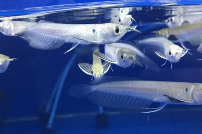 銀龍魚水溫32度要緊不（銀龍魚水溫達到[需手動填充]是一個值得關注的問題）