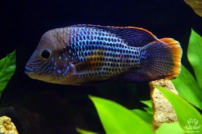 紅尾皇冠魚和龍魚混養：紅尾皇冠魚和龍魚混養的一些關鍵信息