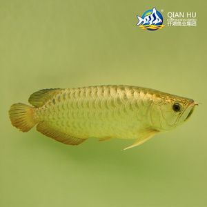 新加坡金龍魚和馬來西亞金龍魚：新加坡金龍魚和馬來西亞金龍魚的主要區(qū)別在于它們的品牌歸屬地