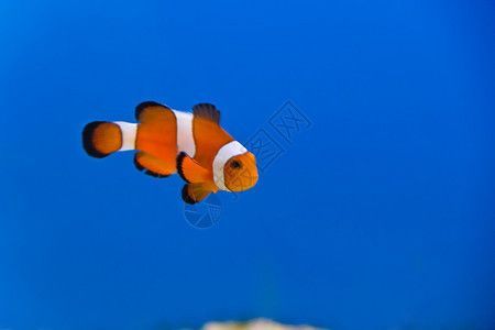 龍魚圖案設(shè)計(jì)（龍魚圖案在現(xiàn)代裝飾中的應(yīng)用）