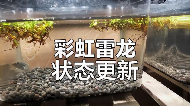如何判斷雷龍魚是否適應環境？