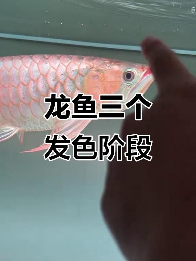 如何促進小金頭龍魚發(fā)色？