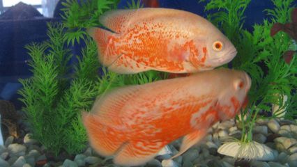 銀龍魚苗生長遲緩對策：銀龍魚苗生長遲緩怎么辦
