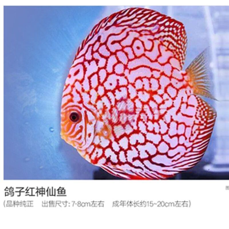 紅龍魚尺寸怎么測量圖解（如何測量紅龍魚的尺寸）