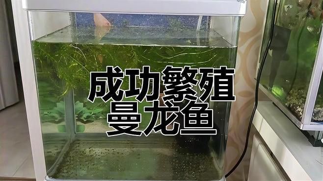曼龍魚的最佳繁殖方法是什么？