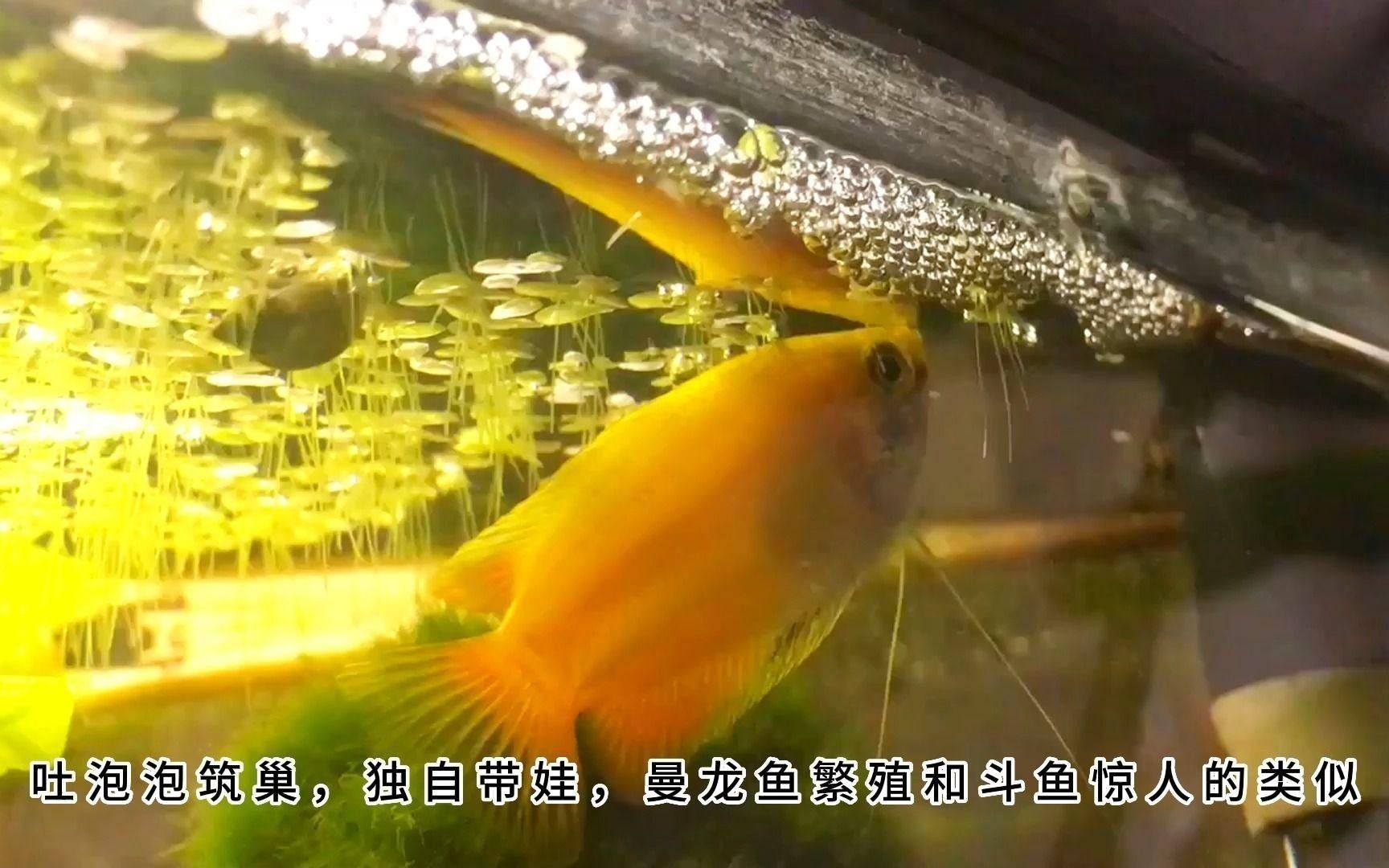 曼龍魚的最佳繁殖方法是什么？