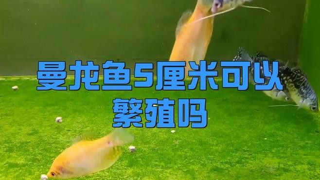 曼龍魚的最佳繁殖方法是什么？