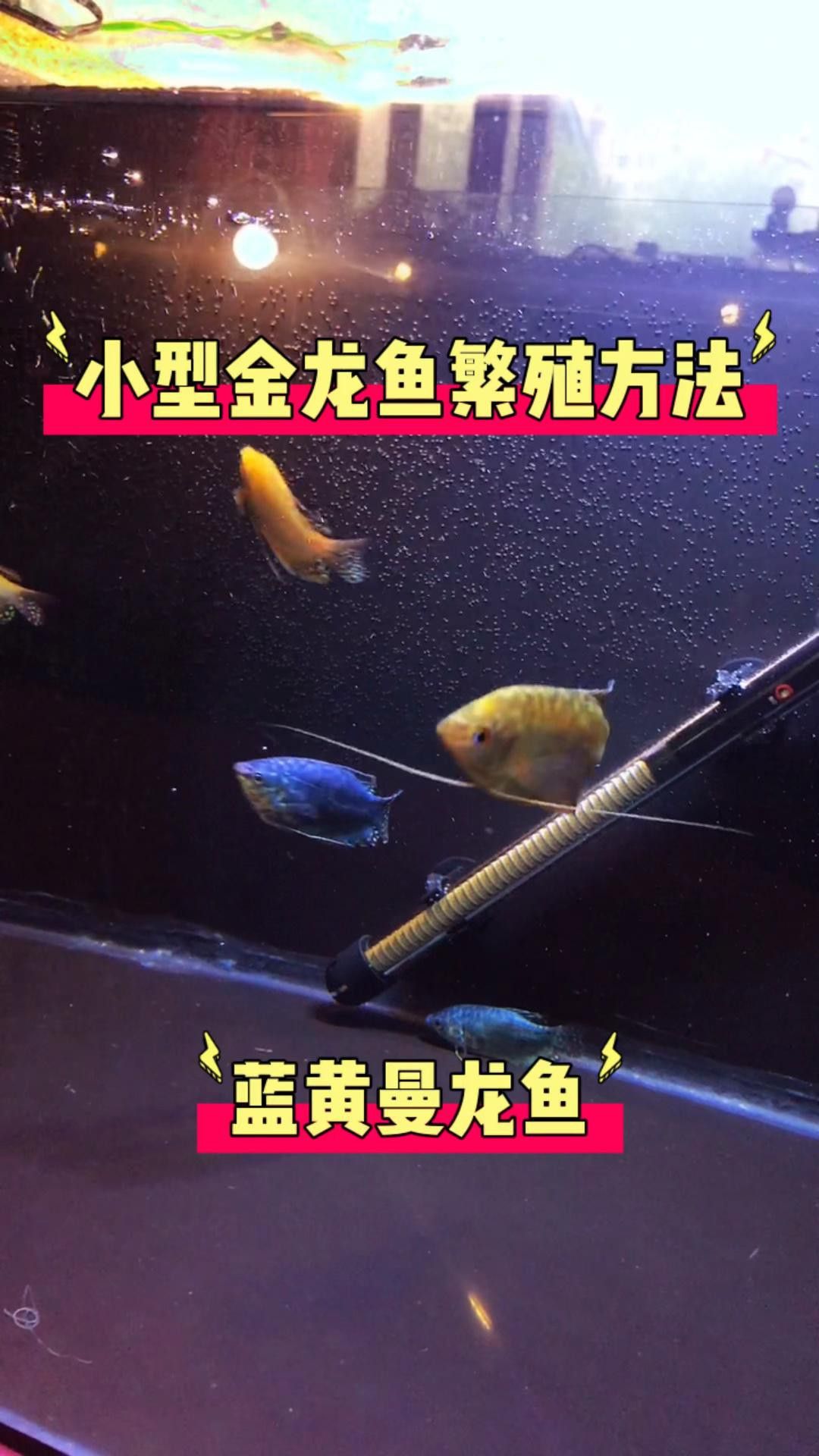 曼龍魚的最佳繁殖方法是什么？