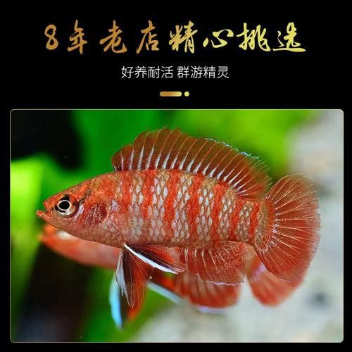 紅龍魚混養圖片欣賞