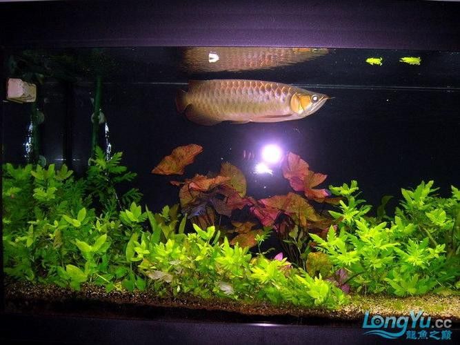紅龍魚混養圖片欣賞