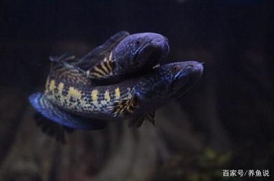 六角恐龍魚吃啥 六角恐龍魚吃啥 龍魚百科 第7張